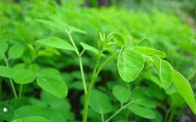 Moringa: the super tree