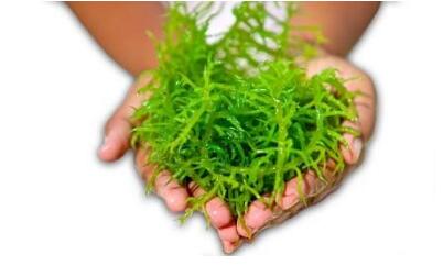 Algae: incredible superfood